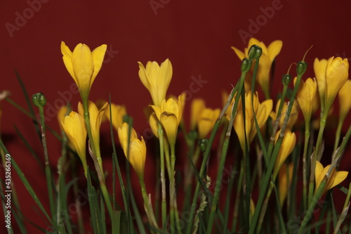 Fototapeta Naklejka Na Ścianę i Meble -  Flower- Zephyranthes Citrina beautiful background for seasons greetings. Beautiful background of yellow flower for seasons greetings