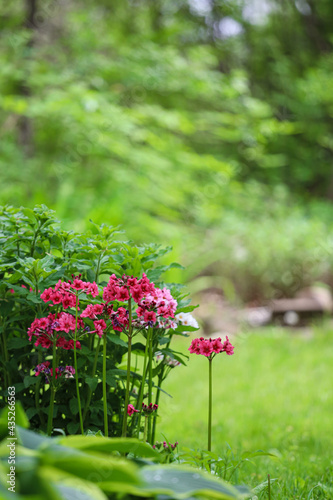 Fototapeta Naklejka Na Ścianę i Meble -  Candelabra Primrose blossom in garden