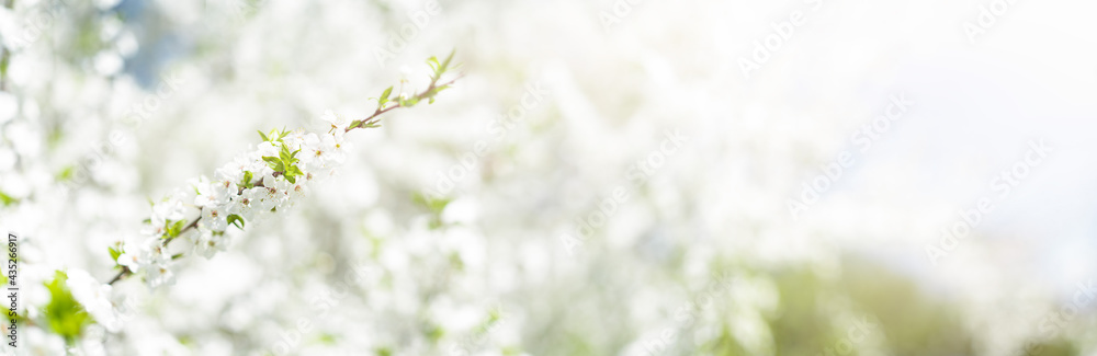 Cherry blossoms in the city park. Summer background. Cherry blossoms in the city park. Summer background.