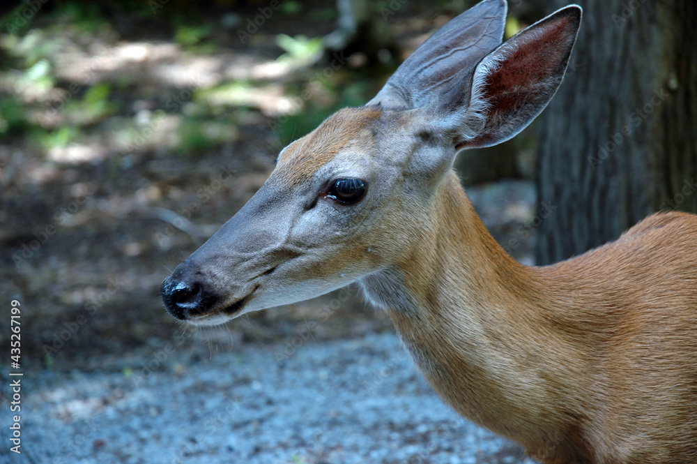 Head of Fawn in Adirondack mountains Head of Fawn in Adirondack mountains