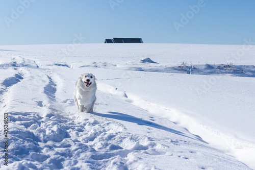 Pies w   niegu  bia  y owczarek szwajcarski zim    pogo  
