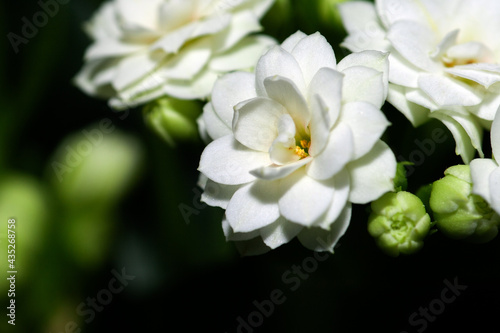 white flowers in the garden