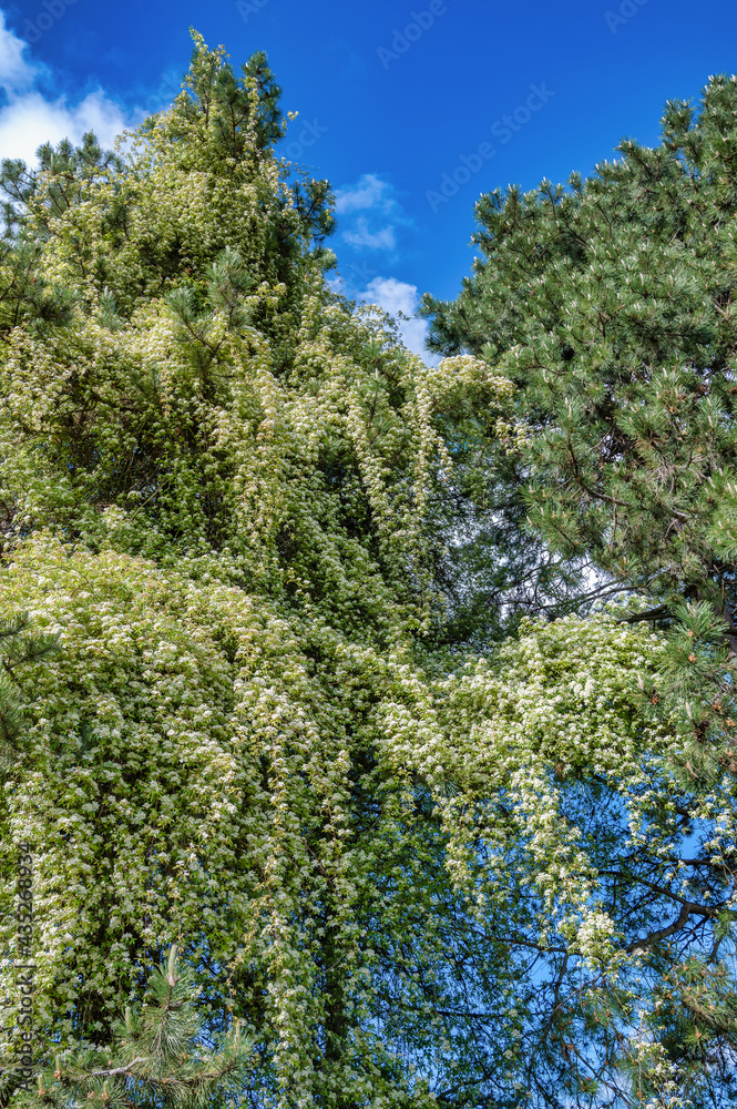 Fototapeta premium plante grimpante à l'assaut des pins