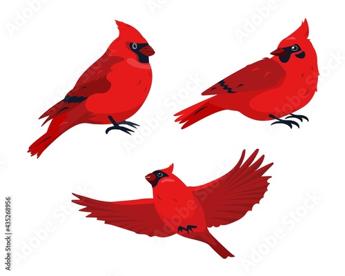 Sitting and flying Red Cardinal Bird icons isolated