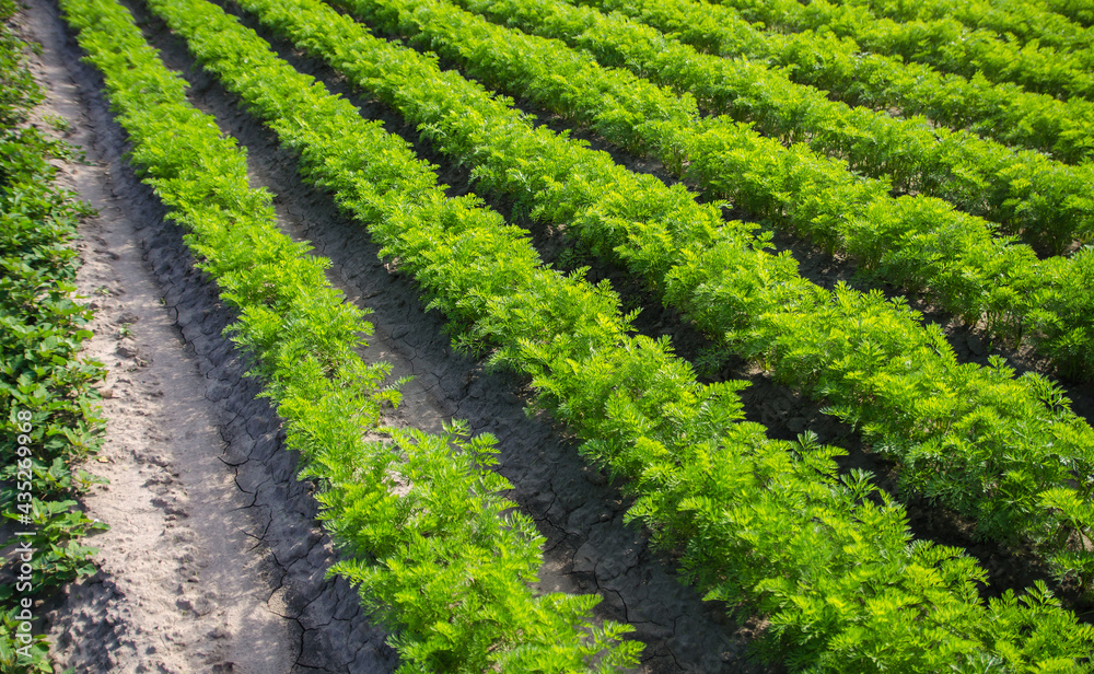 Fields rows of carrots. Growing vegetables in a farm field. Agroindustry, organic agriculture. Agronomy. Farming olericulture. Cultivation and care, harvesting. Farmland