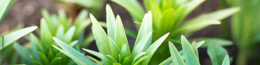 leaves green plants growing in the ground, close-up. Nature leaves green plants growing in the ground, close-up. Nature