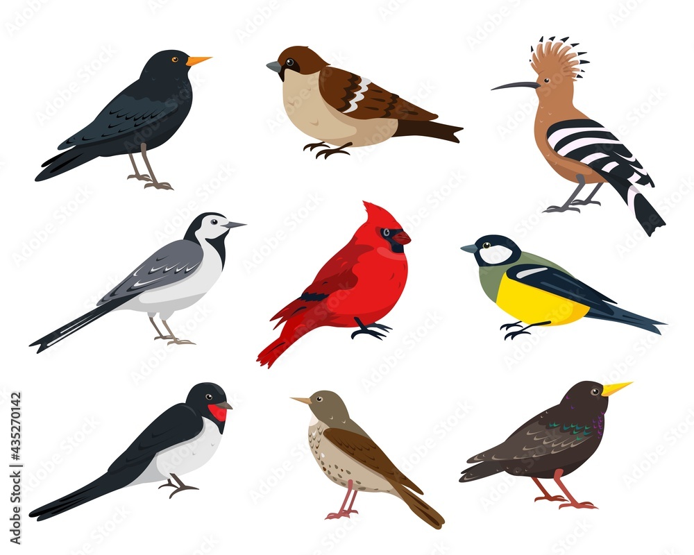 Fototapeta premium Small songbirds collection. Bird in different poses.