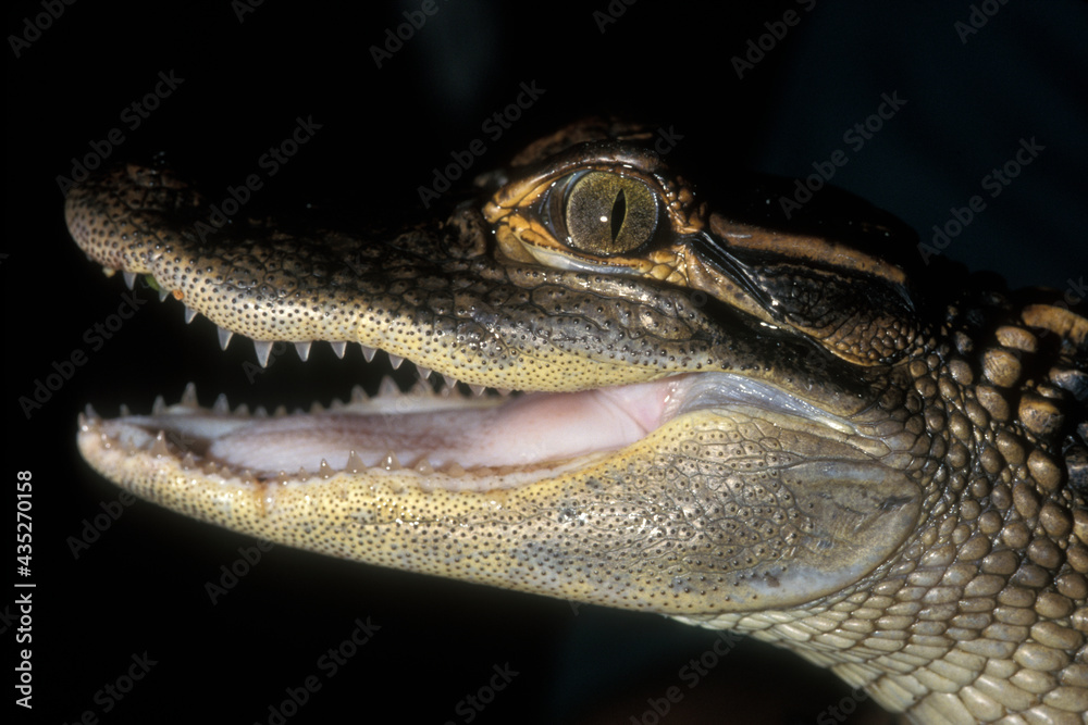 Fototapeta premium A face portrait of a young American Alligator in the Florida Everglades