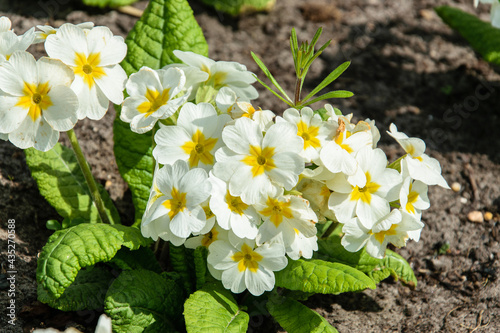 Blurred white Primrose ,primula vulgaris, blossom on a sunny spring day