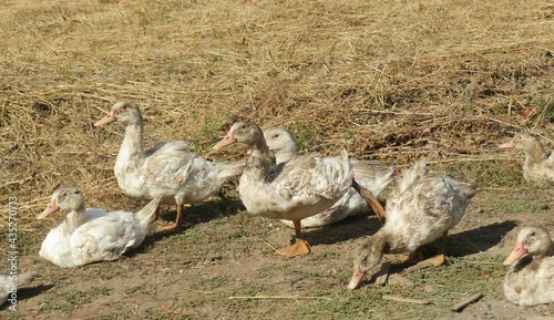 Group ducks on the field