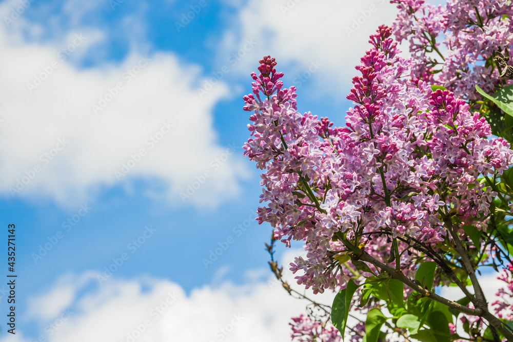 Branch with flowers of lilac, pink, lilac, violet colors. Against the backdrop of a bright blue sky at sunset, close-up. Place for text or captions.