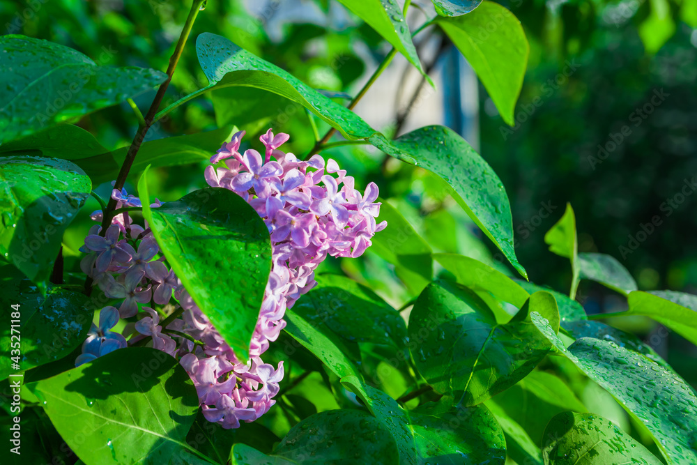 Blooming purple lilac flower with green leaf trembling in the slight breeze after rain. Natural lilac flower background, macro, close-up, static camera. Blooming purple lilac flower with green leaf trembling in the slight breeze after rain. Natural lilac flower background, macro, close-up, static camera.