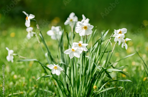 White daffodils on a green natural background. Spring flowers. Summer background.