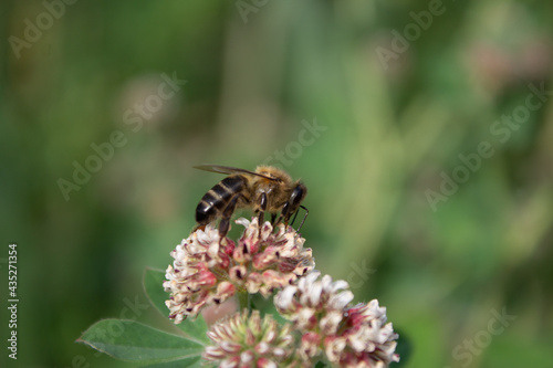 macro photo of bee collecting honey from a flower