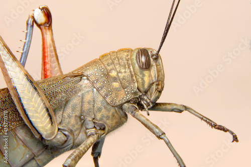 Extreme macro  shots, Beautiful Grasshopper macro © blackdiamond67