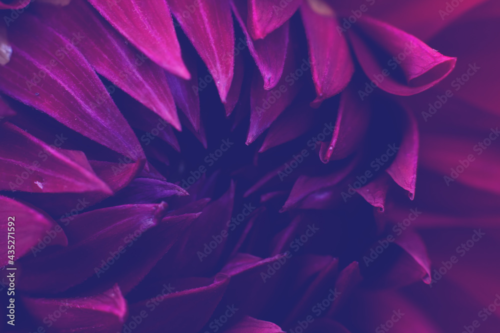 Core with lots of petal, part of flower head. Toned photo filter background, natural.Bright pink magenta colored dahlia flower petals Core with lots of petal, part of flower head. Toned photo filter background, natural.Bright pink magenta colored dahlia flower petals