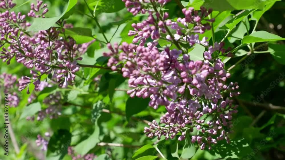 Purple lilacs are moving in the wind. Flowers. Purple lilacs are moving in the wind. Flowers.