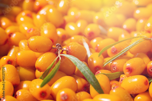 Many sour ripe orange colored berries of sea buckthorn. Pattern made of juicy seasonal berries, source of vitamin C