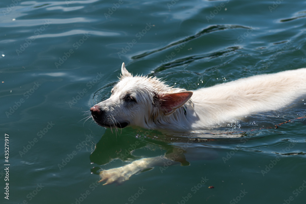 Pies pływa w wodzie, biały owczarek szwajcarski pływa - obrazy, fototapety, plakaty 