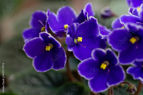 Macro photo of many blossoming african violet flower saintpaulia in blue colors.