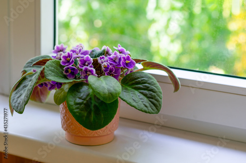 Flower pot with blossoming african violet flower on windowsill. Little flowers in lilac and pink colored and green keaves