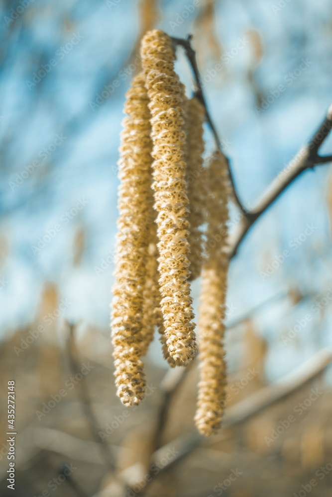 The first flowering of the tree in the spring The first flowering of the tree in the spring