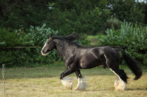 Shire horse. Black stallion galloping on a summer farm