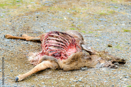 Dead Deer On An Old Gravel Road