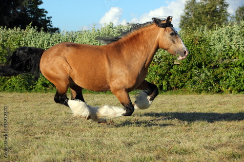 Gypsy vanner horse galloping in summer farm photo