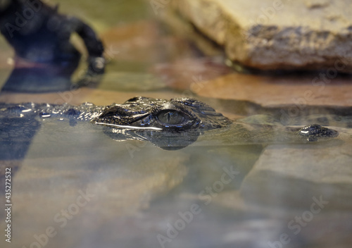 alligator in a pond © Николай Мороз