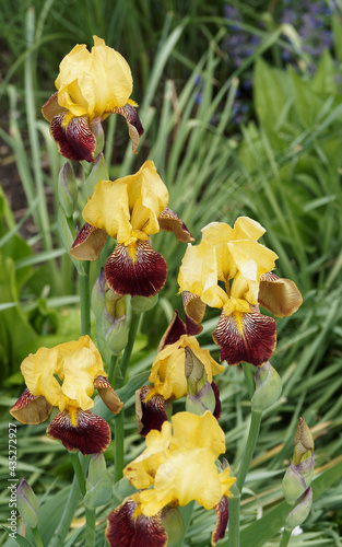 Hohe Garten-Schwertlilie oder Bart-Schwertlilie (Iris Barbata-Elatior 'Kupferhammer') Blütenfarbe. Zweifarbig. Goldgelb und rotbraun, gelb gestigert photo