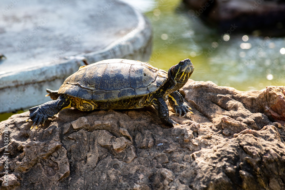Obraz premium tropical freshwater turtle turtle isolated in selective focus