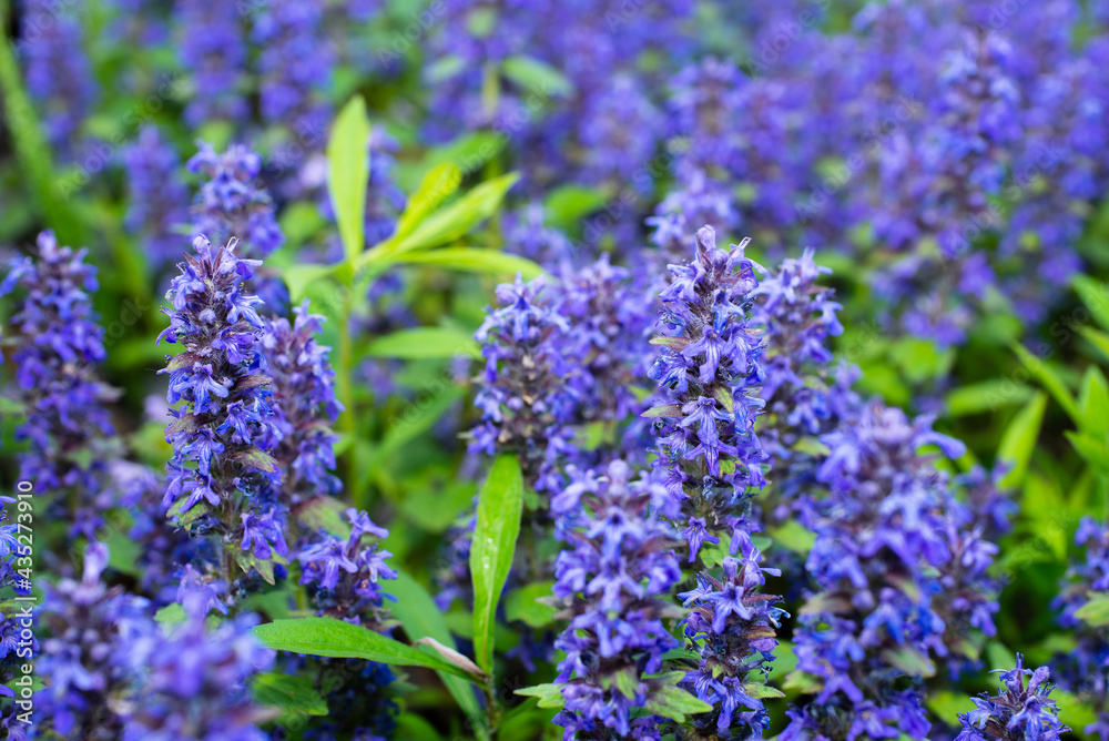 Natural floral background on a wild field of blue flowers Natural floral background on a wild field of blue flowers