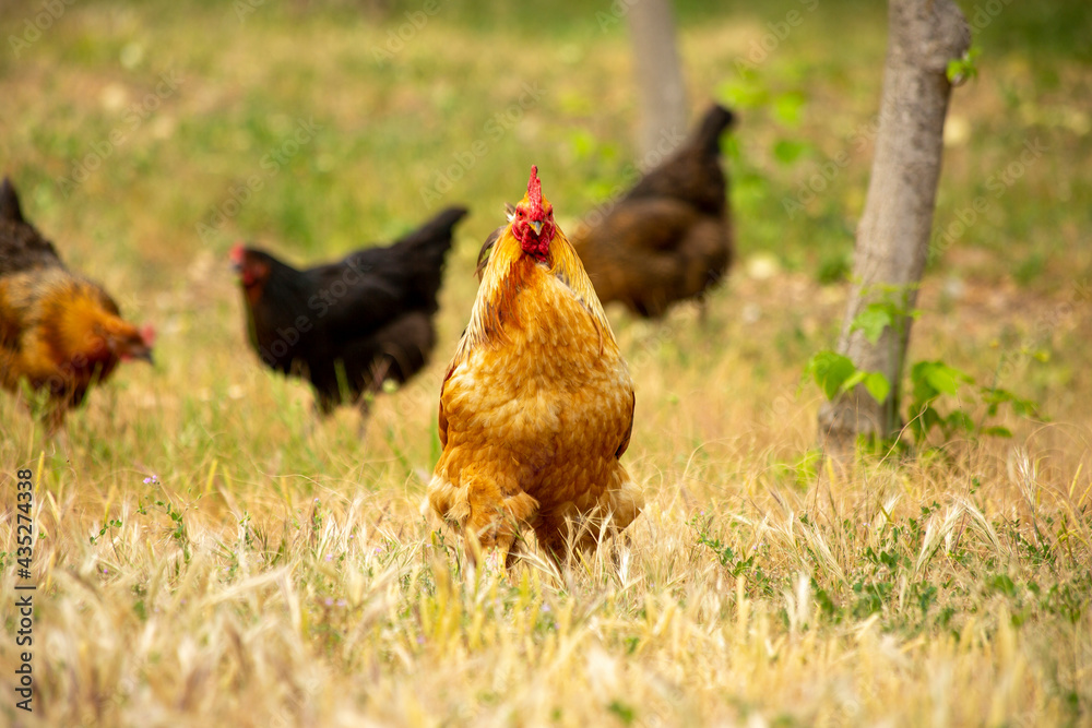 Fototapeta premium Roosters and chickens wandering in the garden