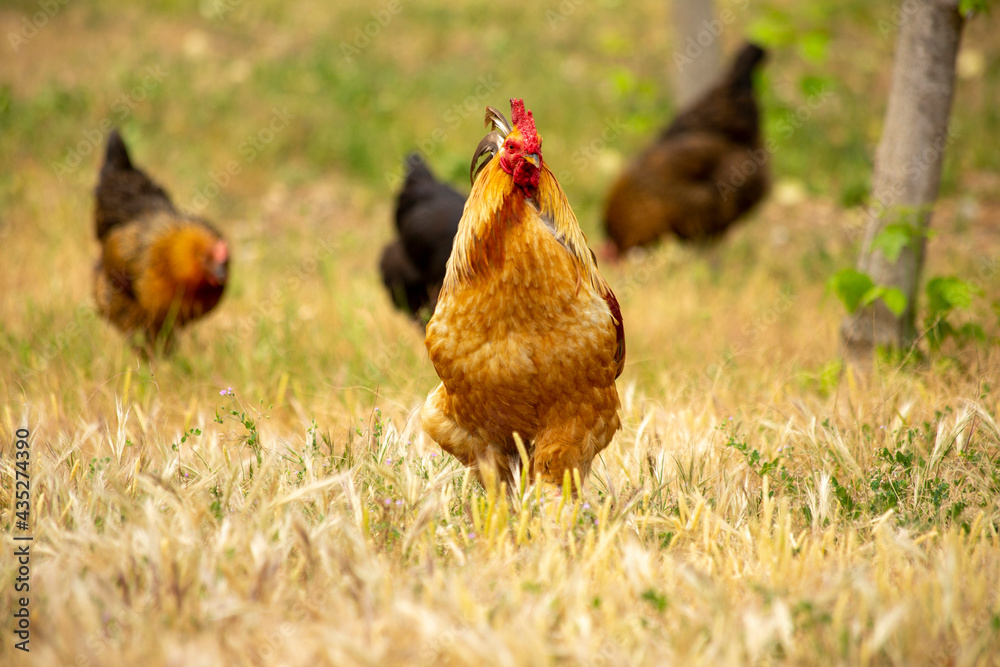 Fototapeta premium Roosters and chickens wandering in the garden