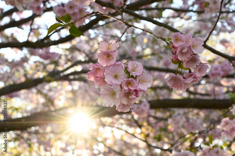 Close-up of a japanese cherry tree sakura. Sun shines through tree branches. Close-up of a japanese cherry tree sakura. Sun shines through tree branches.