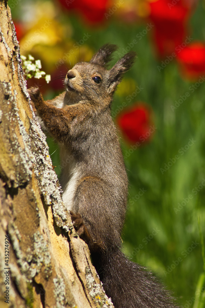 Obraz premium Eichhörnchen am Baum