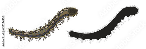 
Set of two caterpillars in cartoon style and black silhouette. The caterpillar of Malacosoma is brown and fluffy. Stock vector illustration isolated on white background photo