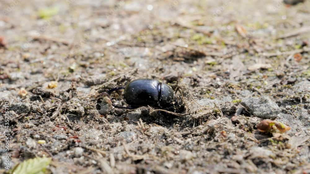 A beetle digs in the ground, shallow depth of field. Geotrupidae or commonly called earth-boring dung beetle. A beetle digs in the ground, shallow depth of field. Geotrupidae or commonly called earth-boring dung beetle.