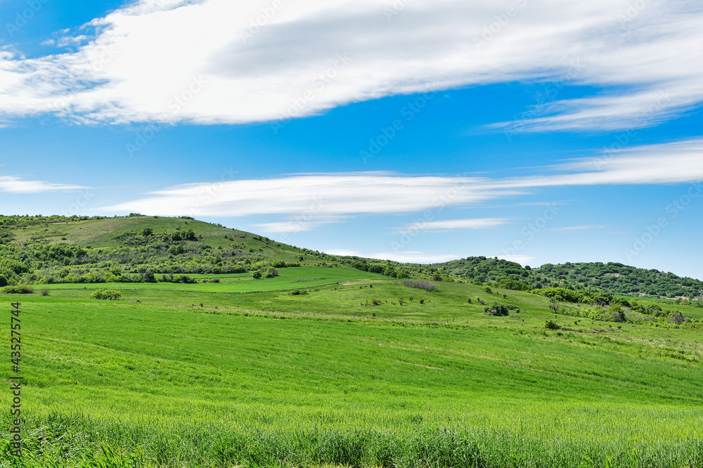 landscape with green grass and sky