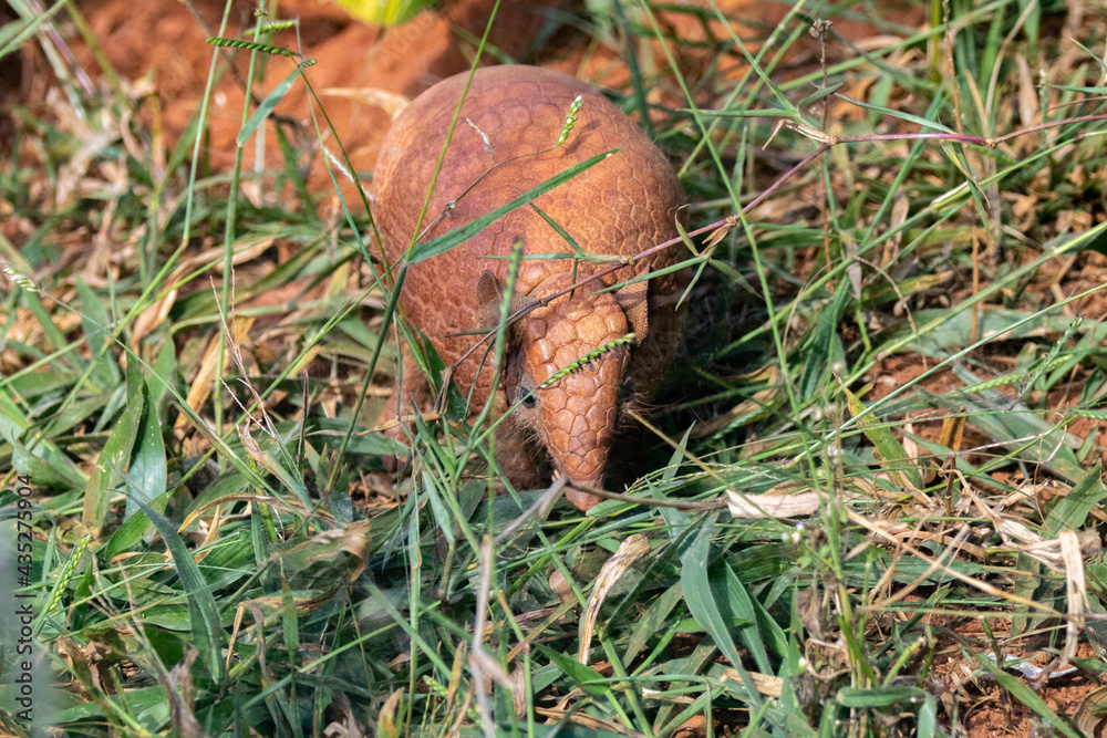 Wild ball armadillo, Wild ball armadillo,