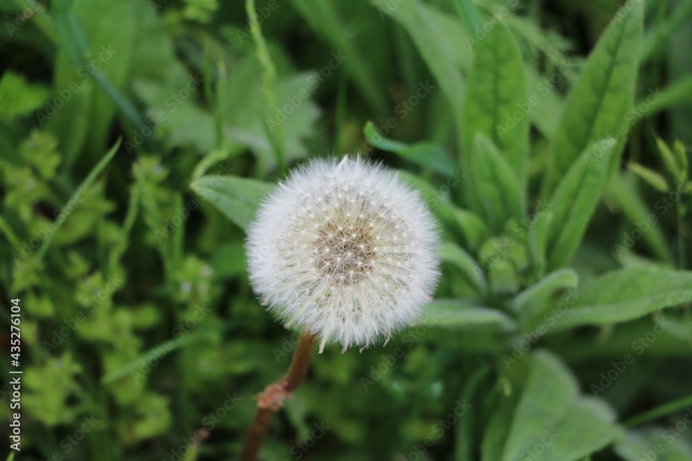 Seeds of Taraxacum Seeds of Taraxacum