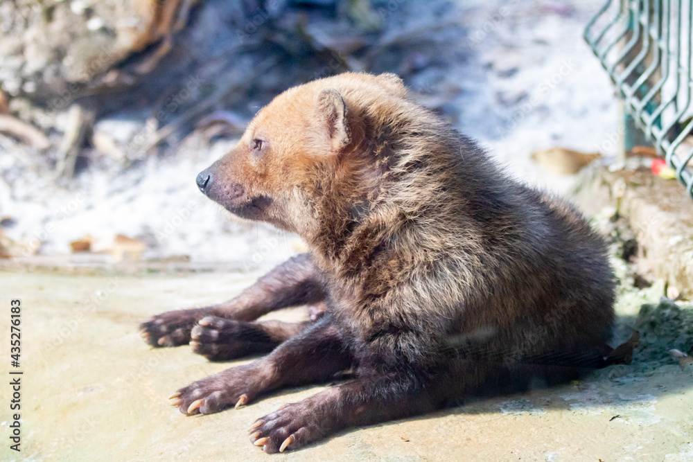 Wild vinegar dog, Wild vinegar dog,