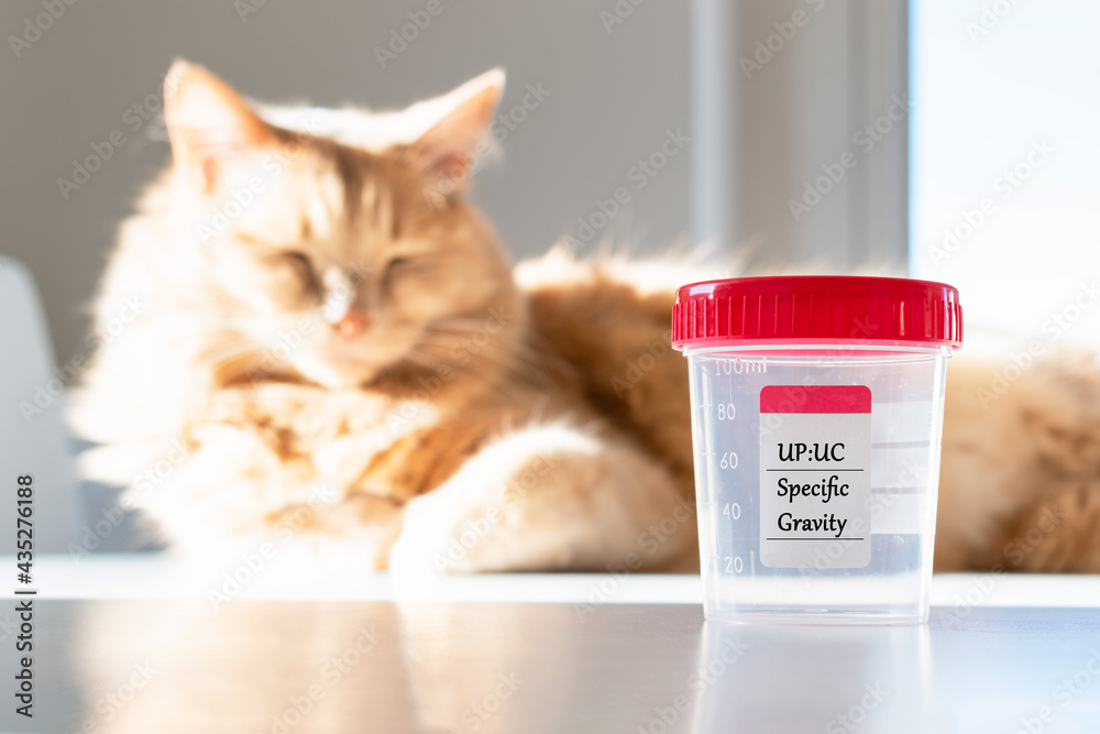 Adorable cat with a collecting urine sample for urinalysis. Urine protein to creatinine ratio