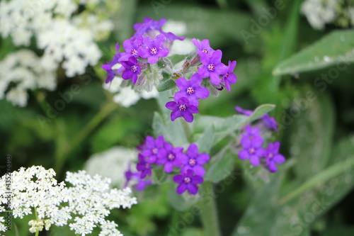 Achillea millefolium and Anchusa officinalis in summer, Sweden