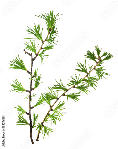 Green twigs of larch tree isolated