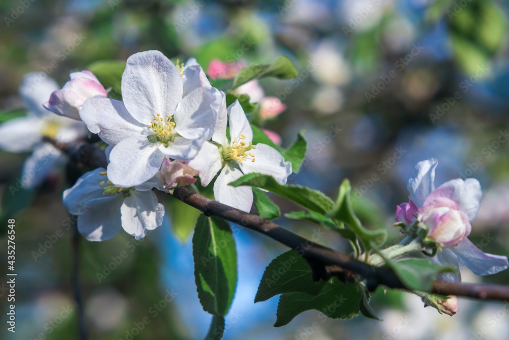 Obraz premium Close up white apple blossom in the garden, background.
