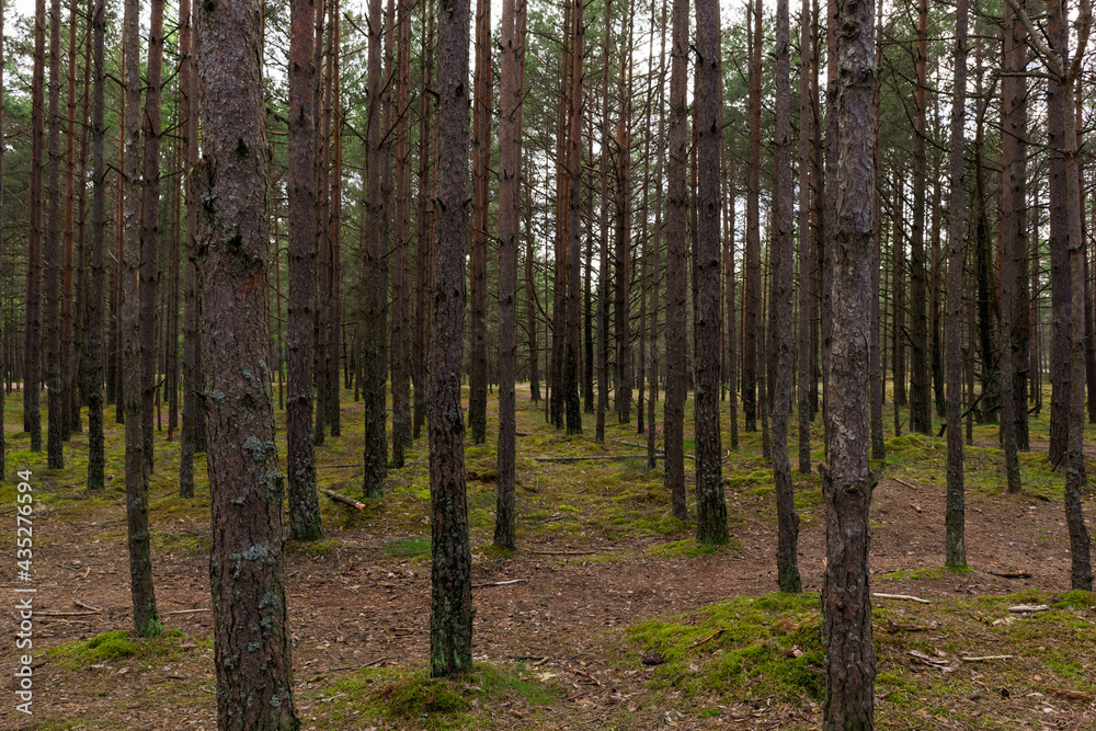 Fototapeta premium Pine forest and moss on the ground