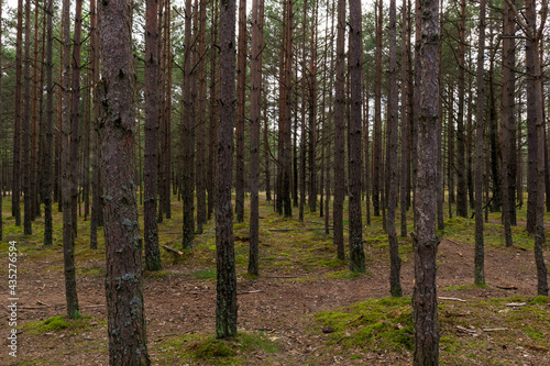 Pine forest and moss on the ground