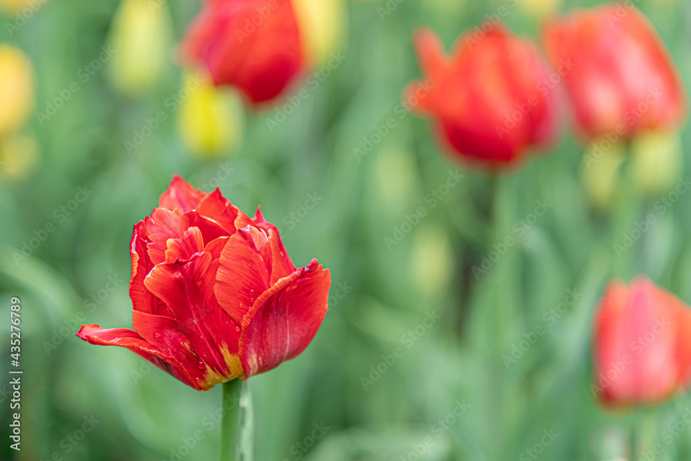 Naklejka premium beautiful loral background of a red tulip on a flowerbed in a park
